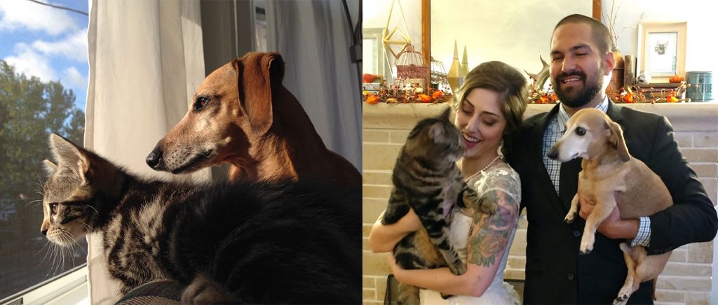 Cat and dog brothers